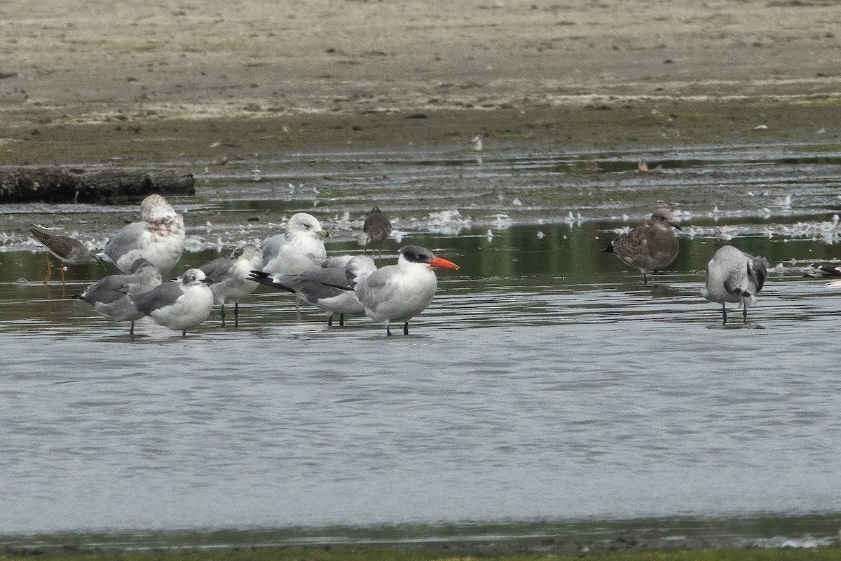 Caspian Tern - ML479414641