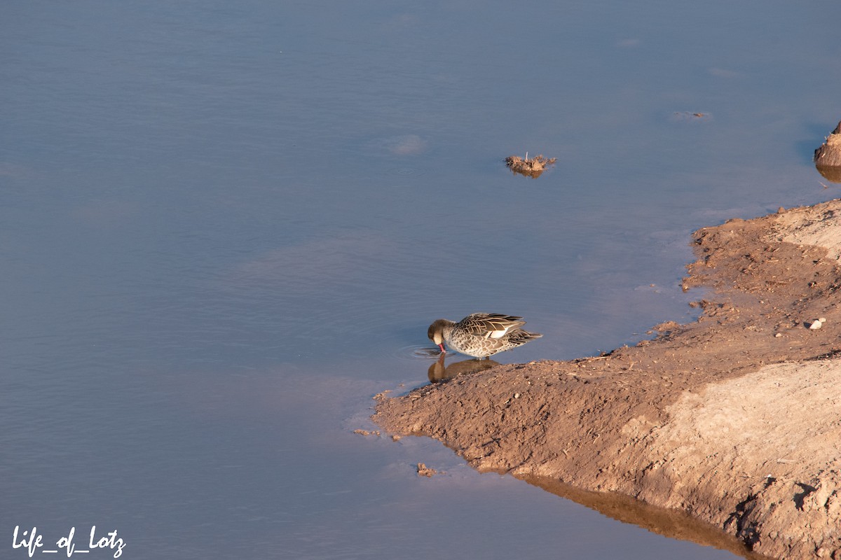 Red-billed Duck - ML479414761