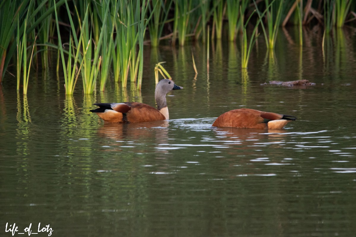 South African Shelduck - ML479414781