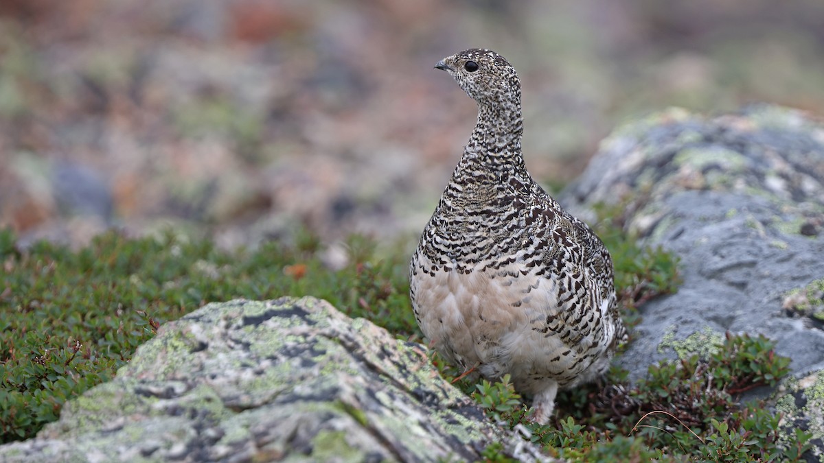 Alpenschneehuhn - ML479416141