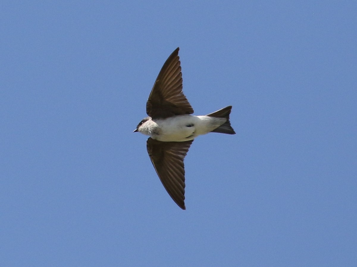 Tree Swallow - ML479416371