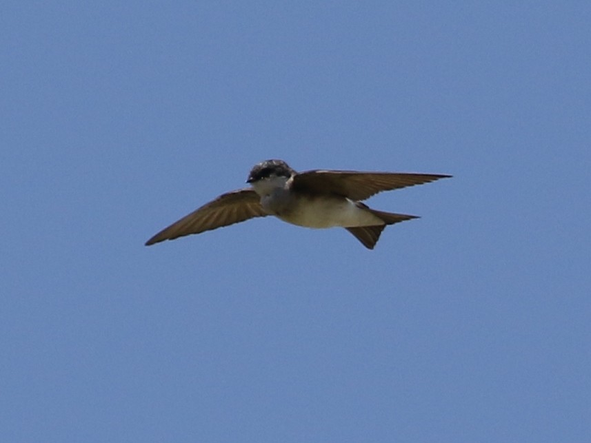 Tree Swallow - ML479416411