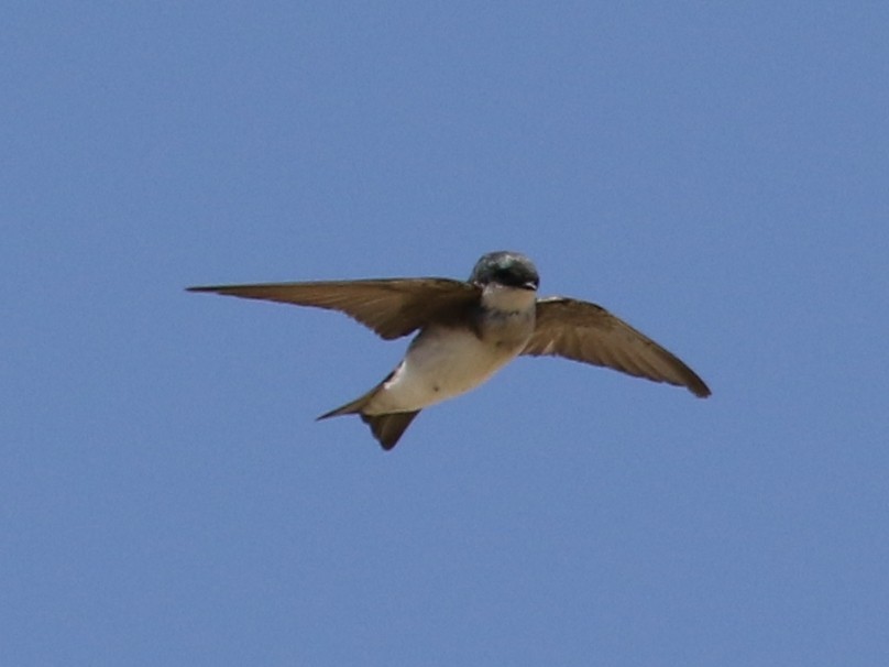 Tree Swallow - ML479416491