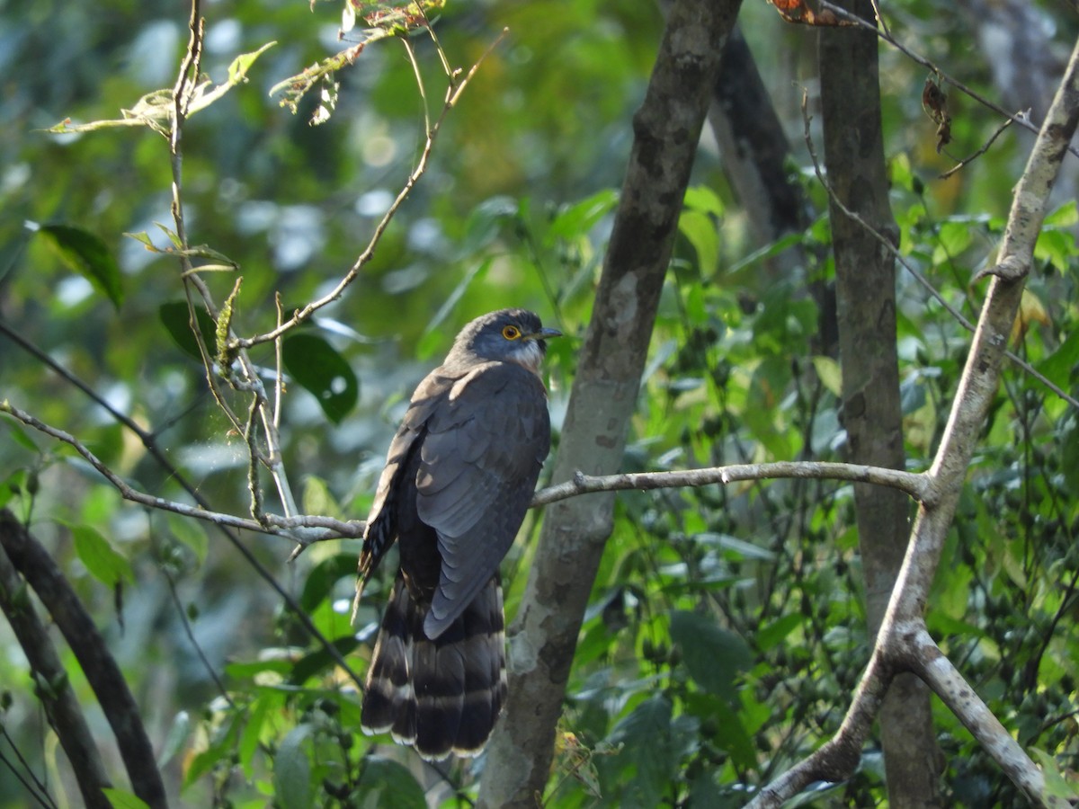 Large Hawk-Cuckoo - ML47941661