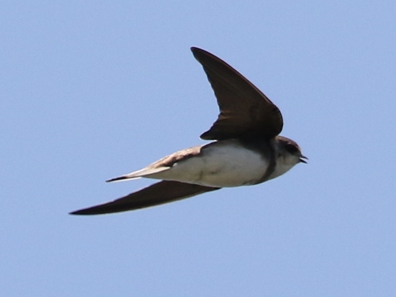 Bank Swallow - ML479416651