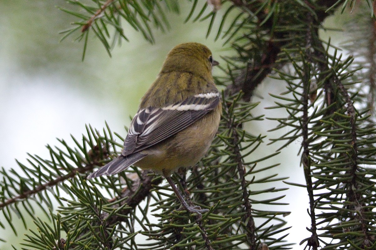 Bay-breasted Warbler - Scott Olshanoski