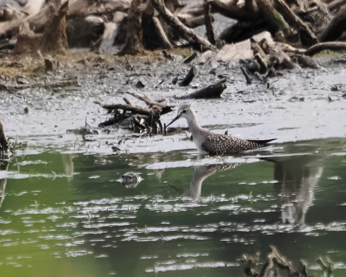 Lesser Yellowlegs - ML479418491