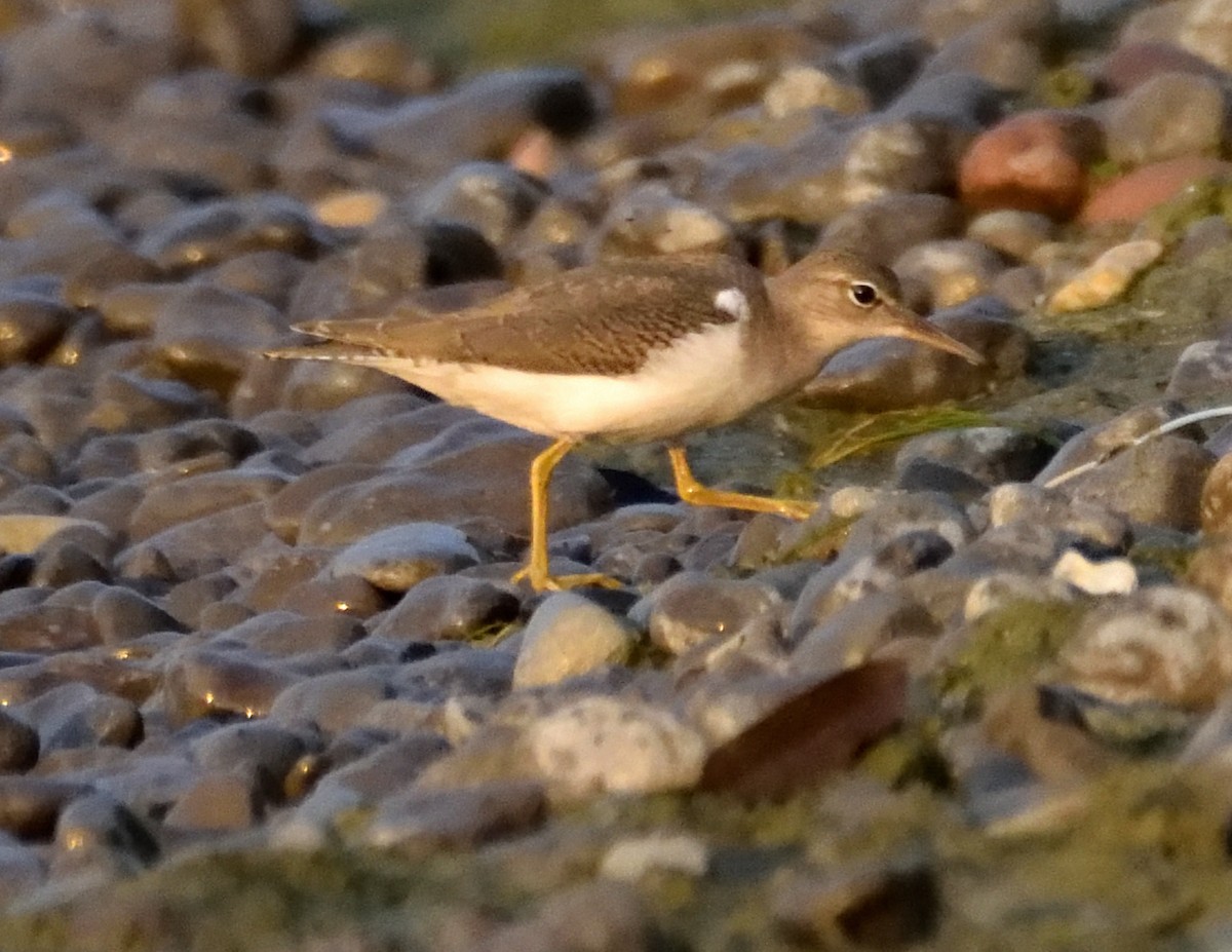 Spotted Sandpiper - ML479418821