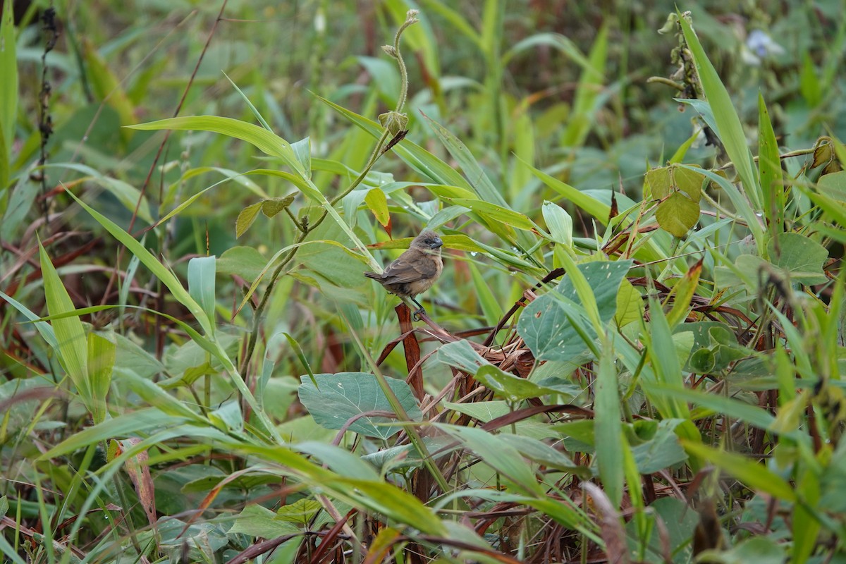 White-spotted Munia - ML479419371