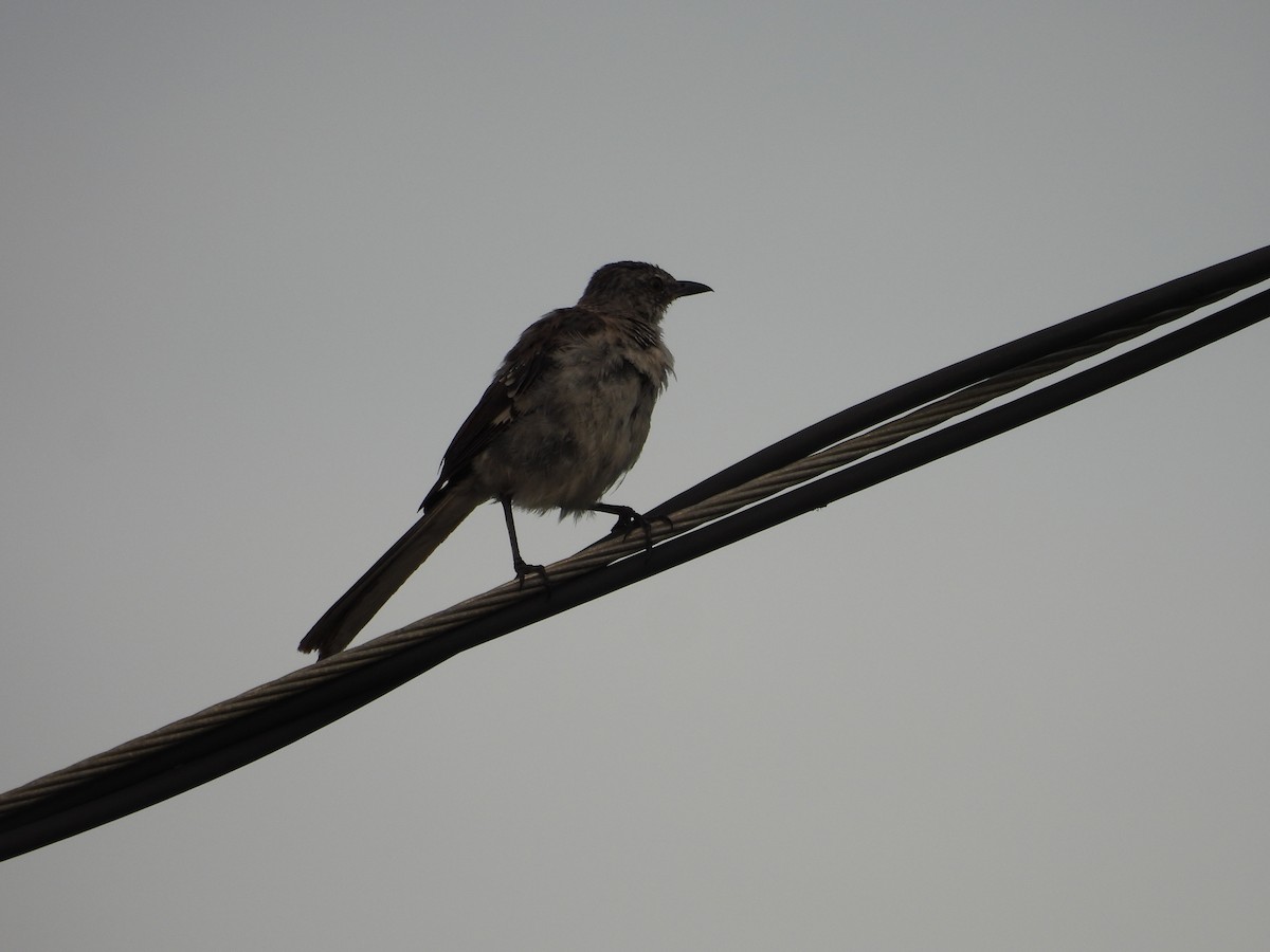 Northern Mockingbird - ML479420051