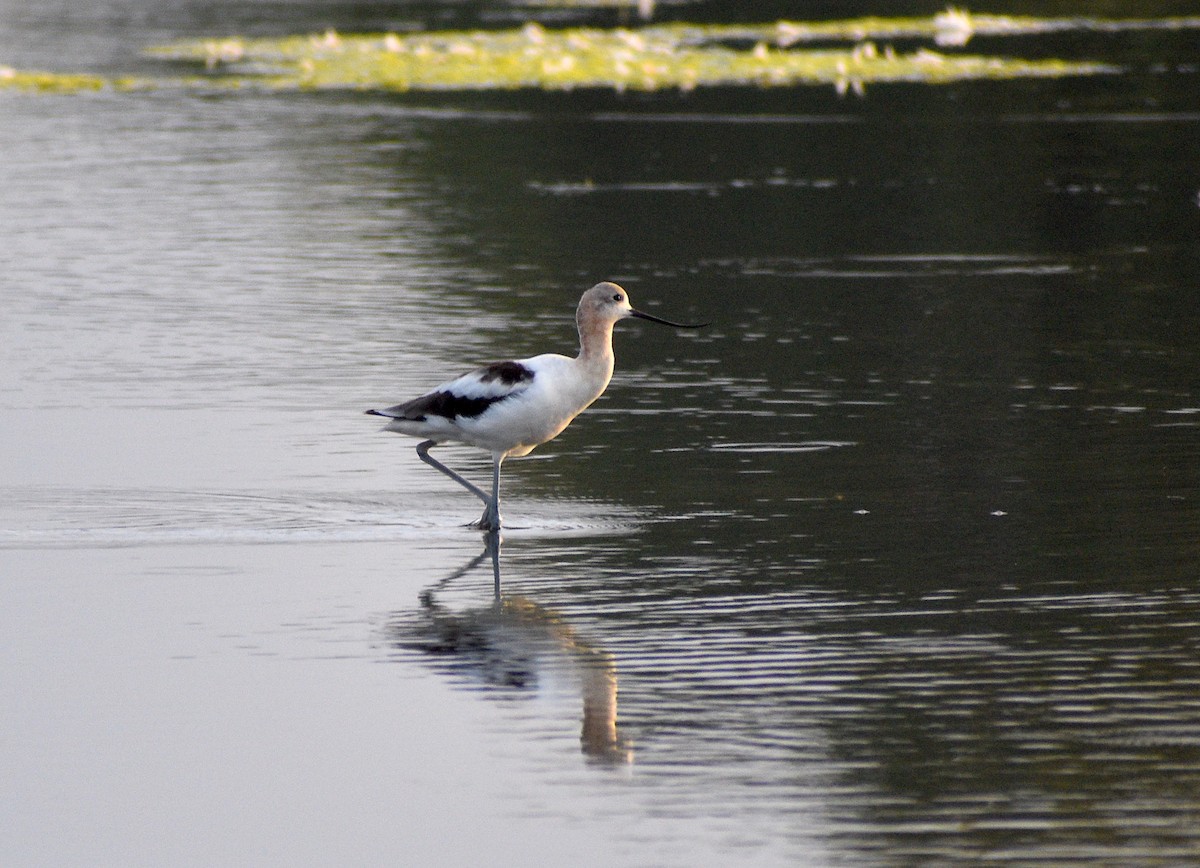 American Avocet - ML479420631