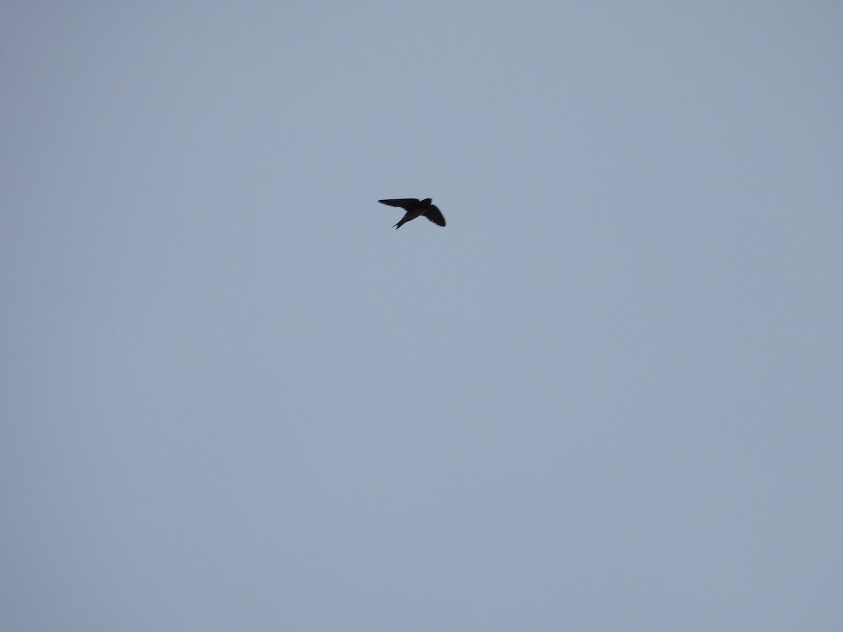 Purple Martin - ML479420681