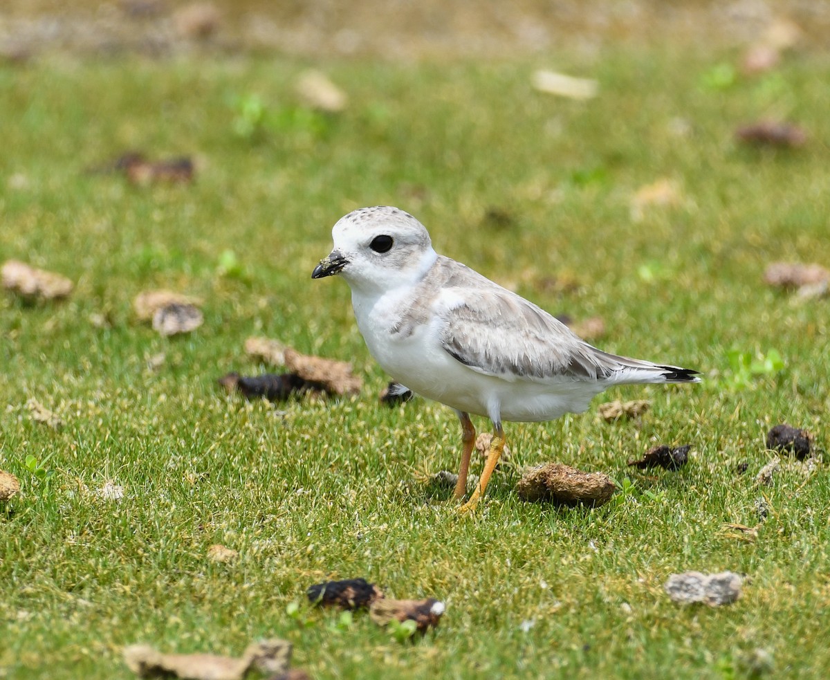 Piping Plover - ML479423451