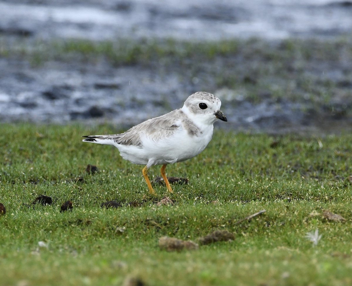 Piping Plover - ML479423501