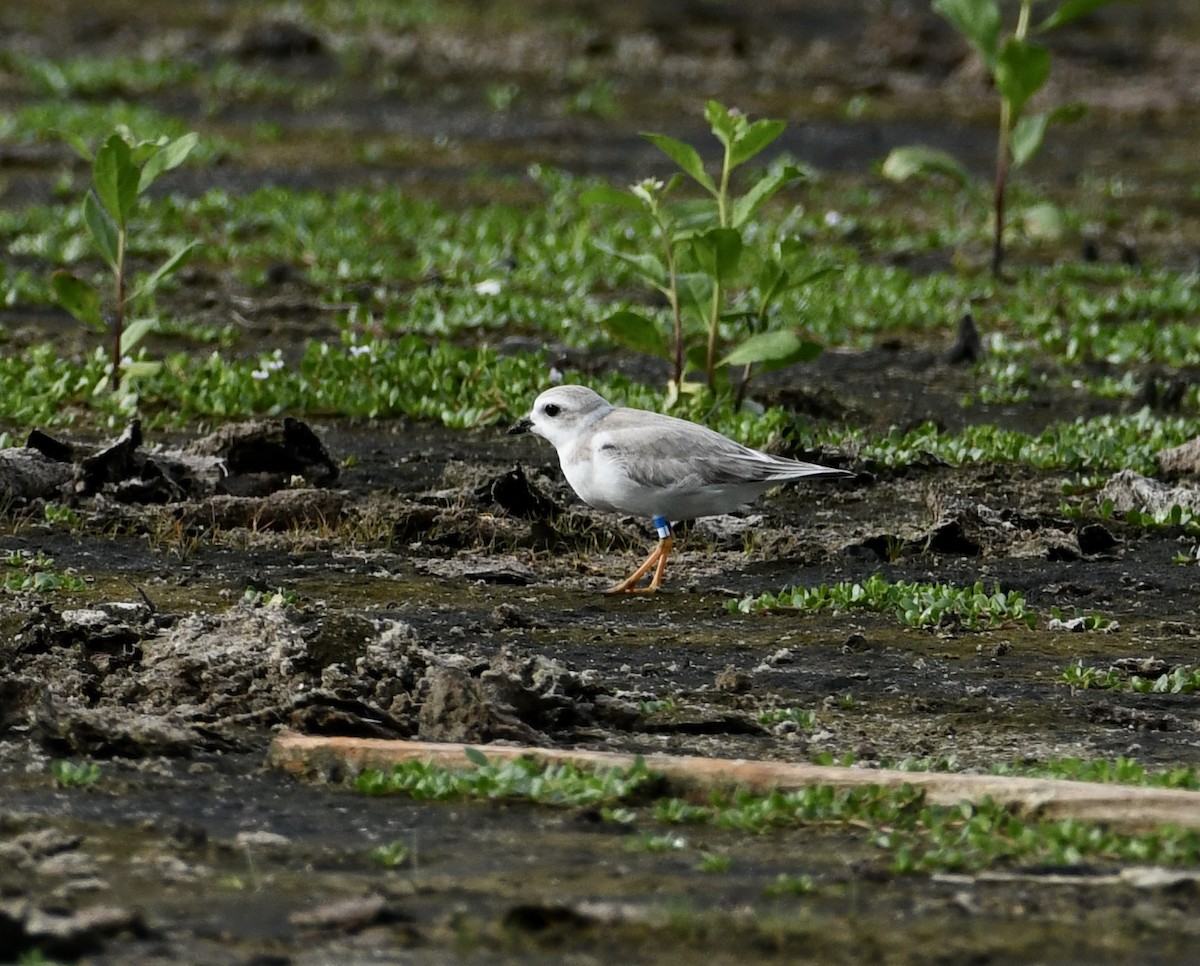 Piping Plover - ML479423531
