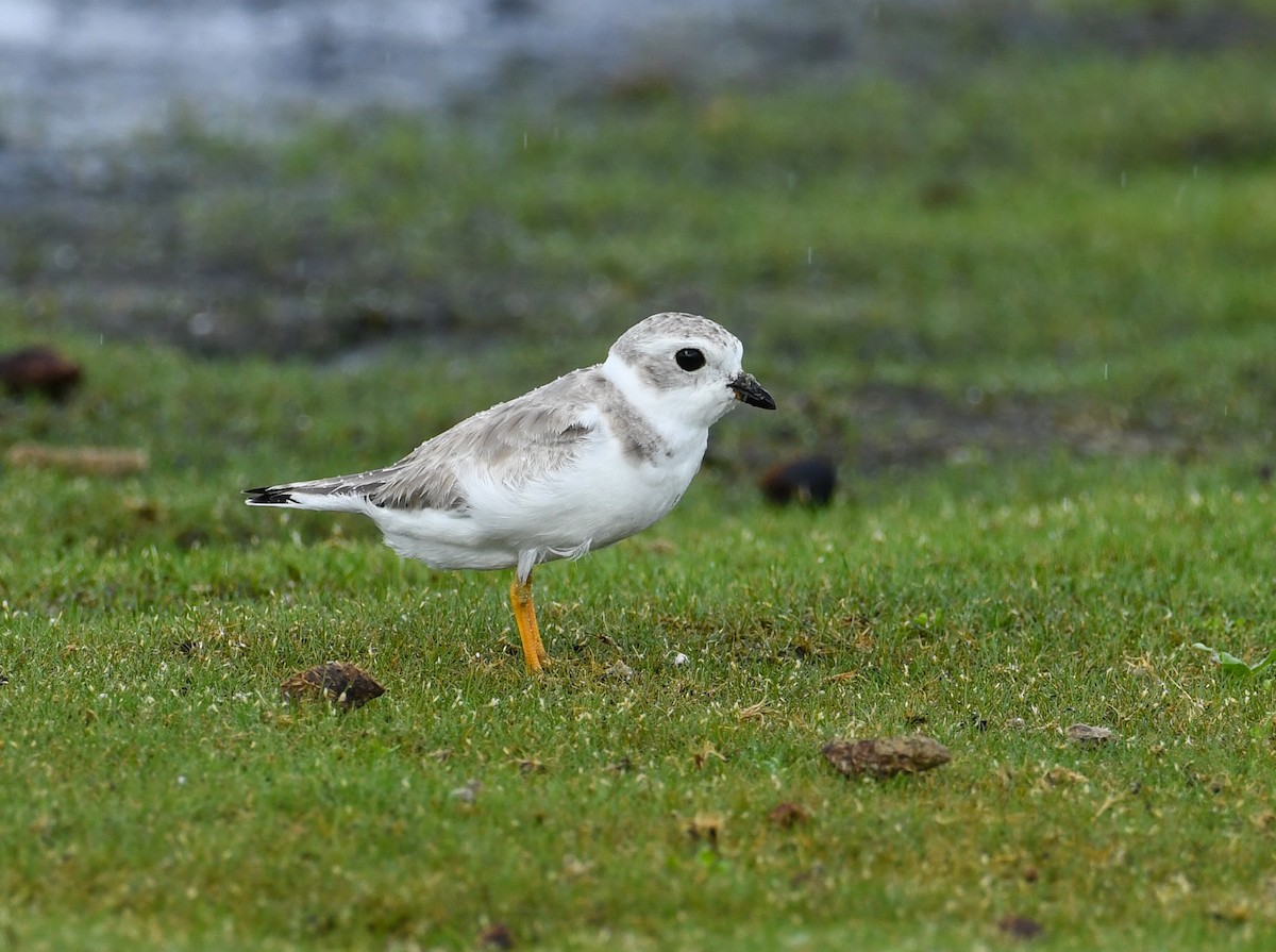 Piping Plover - ML479423571