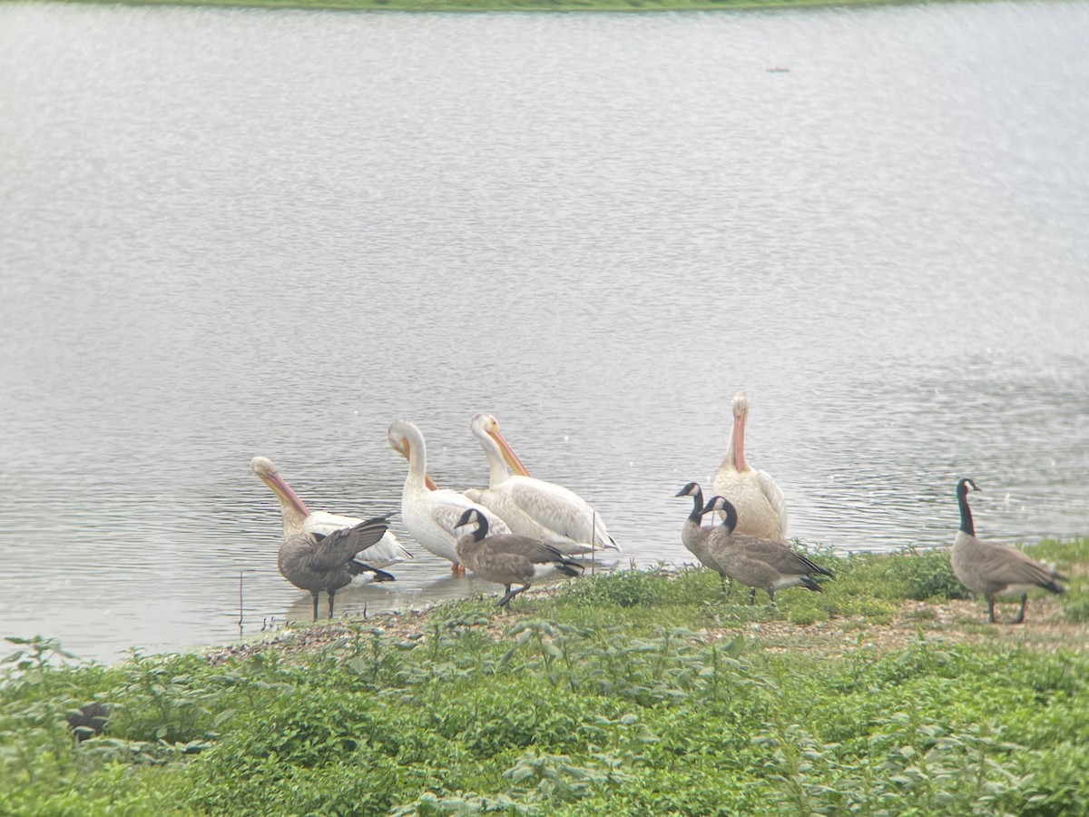 American White Pelican - ML479424371