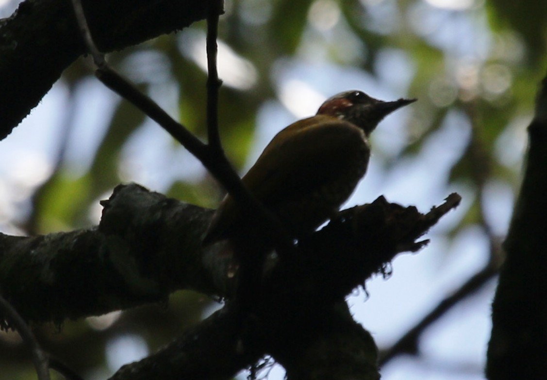 Brown-eared Woodpecker - ML479426281