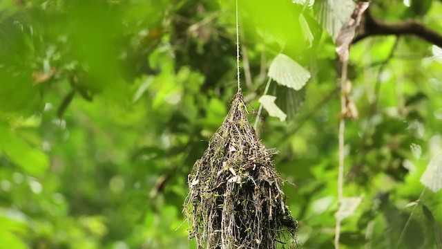 Dusky Broadbill - ML479427