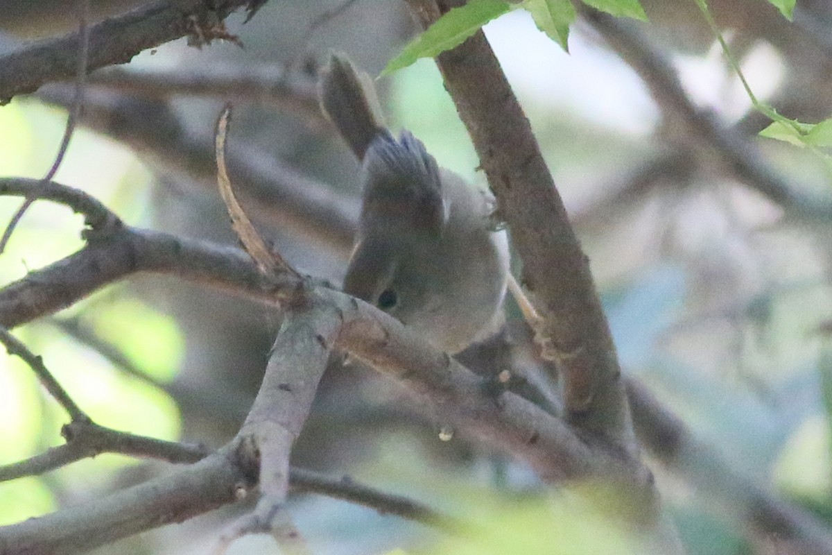 Brownish-flanked Bush Warbler - Ting-Wei (廷維) HUNG (洪)