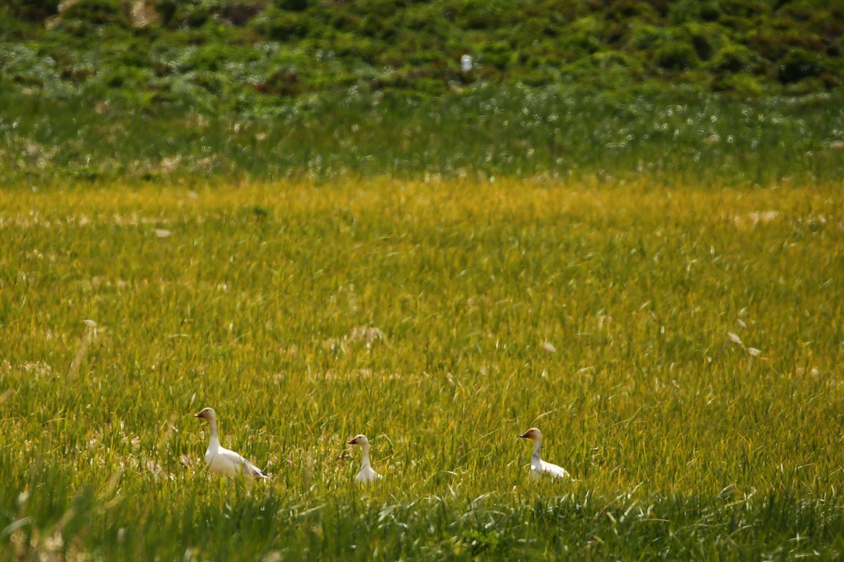 Snow Goose - ML479428031