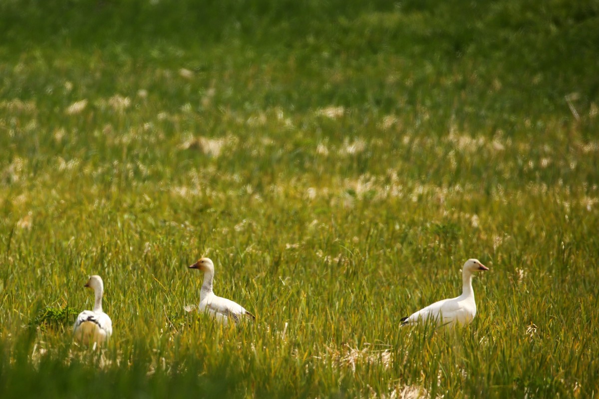 Snow Goose - McKenzie Mudge