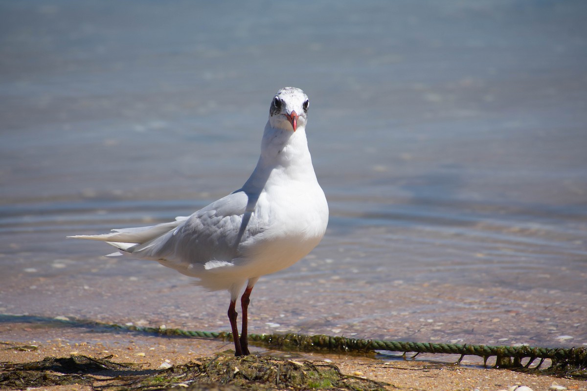 Gaviota Cabecinegra - ML479429261