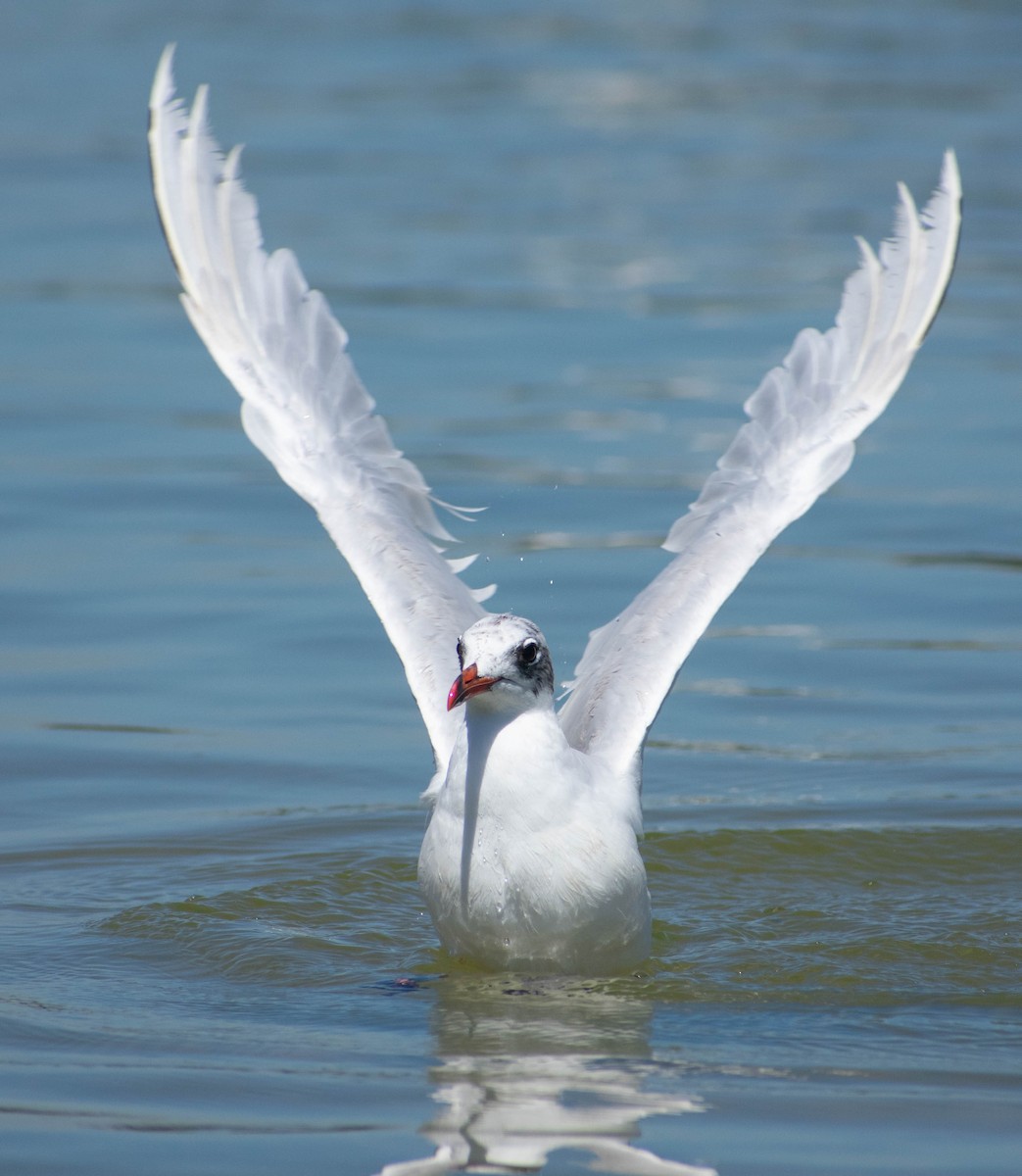 Mediterranean Gull - ML479429671