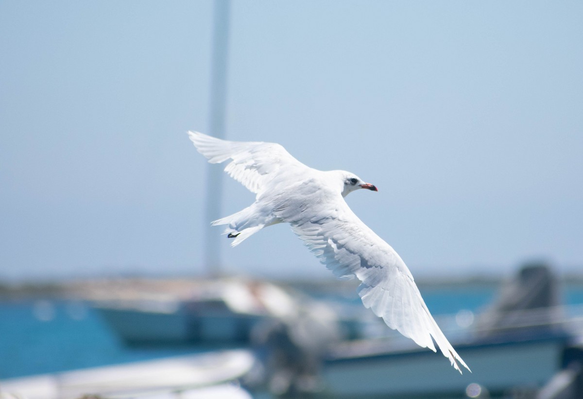 Gaviota Cabecinegra - ML479429721