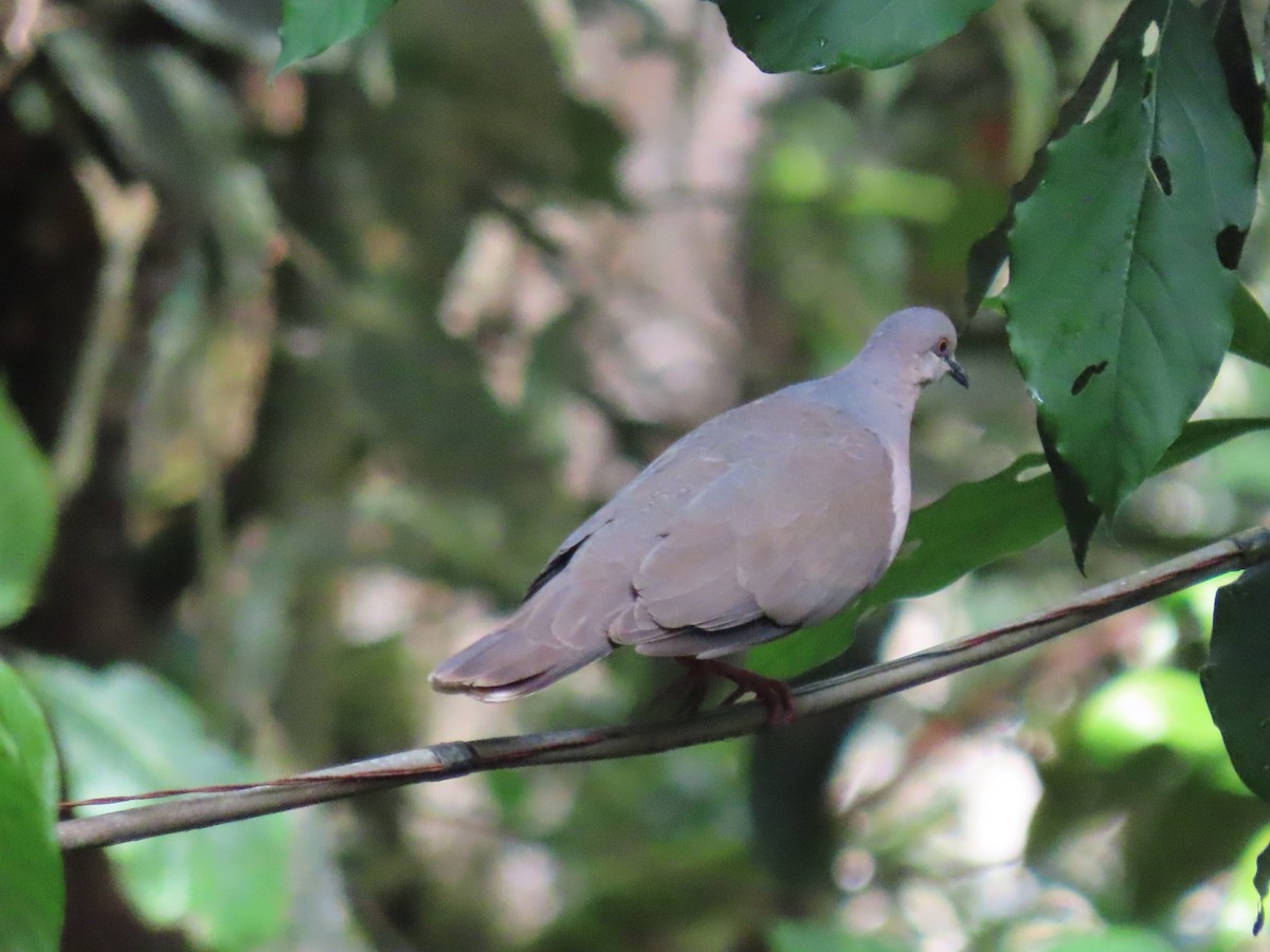 White-tipped Dove - ML479430691