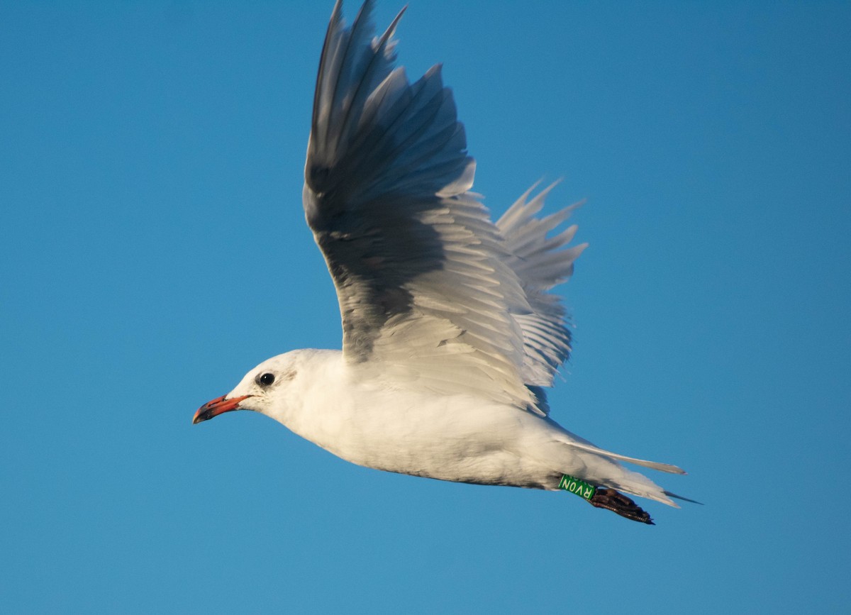 Gaviota Cabecinegra - ML479430861