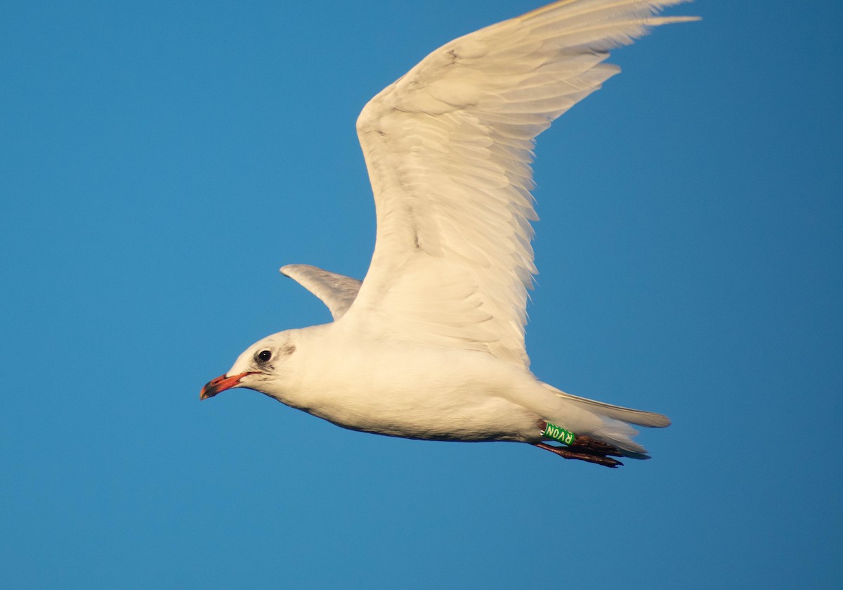 Mouette mélanocéphale - ML479430871