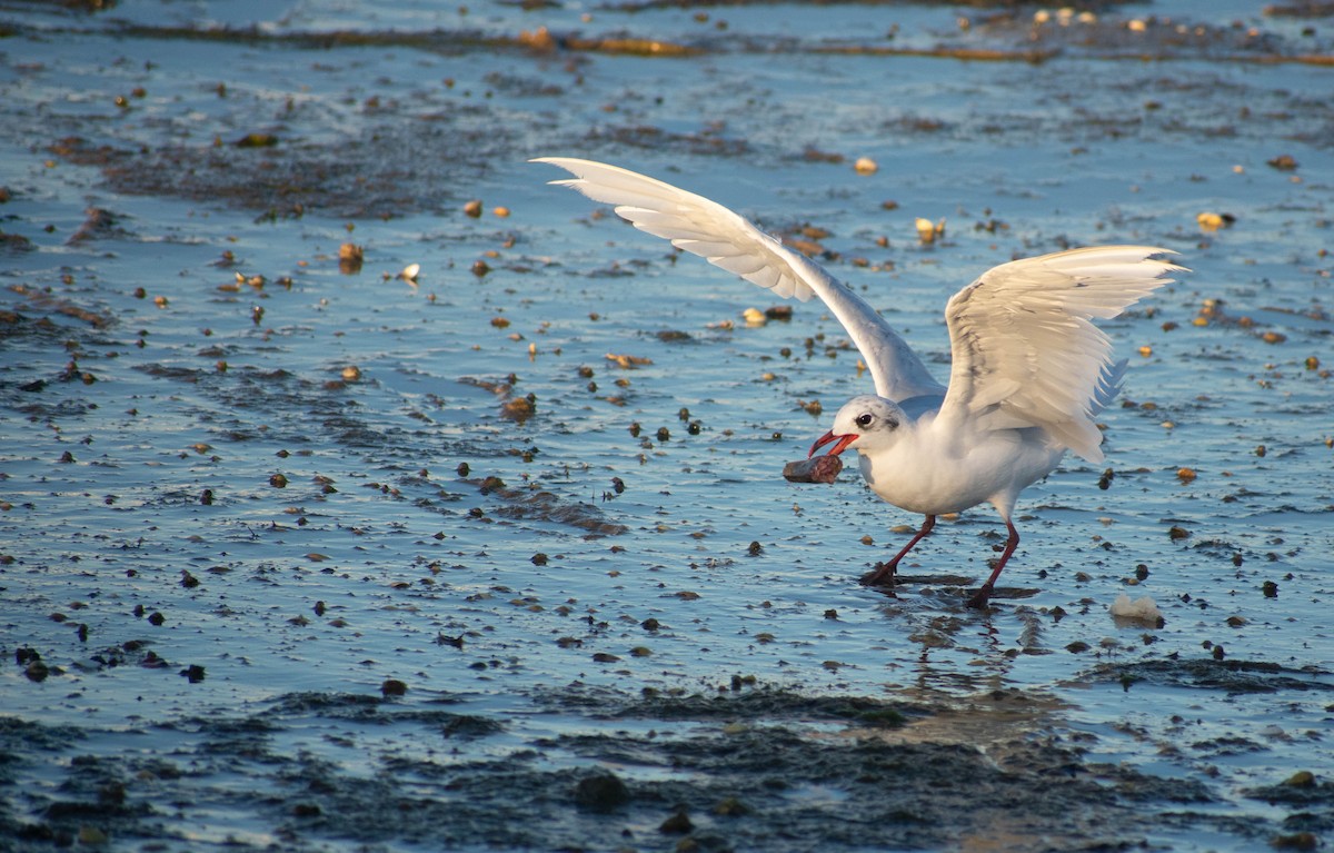 Gaviota Cabecinegra - ML479430901