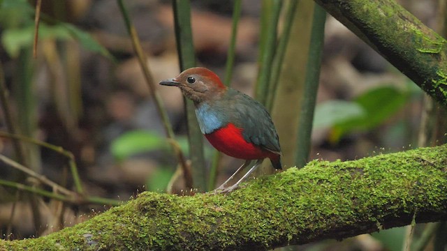 Nordmolukken-Blaubrustpitta - ML479430981