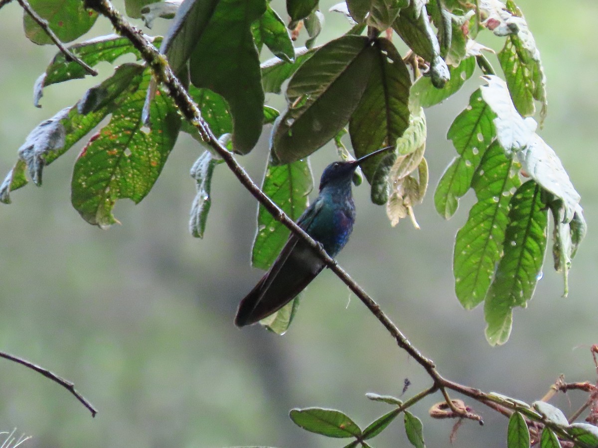 kolibřík modrolící - ML479431001