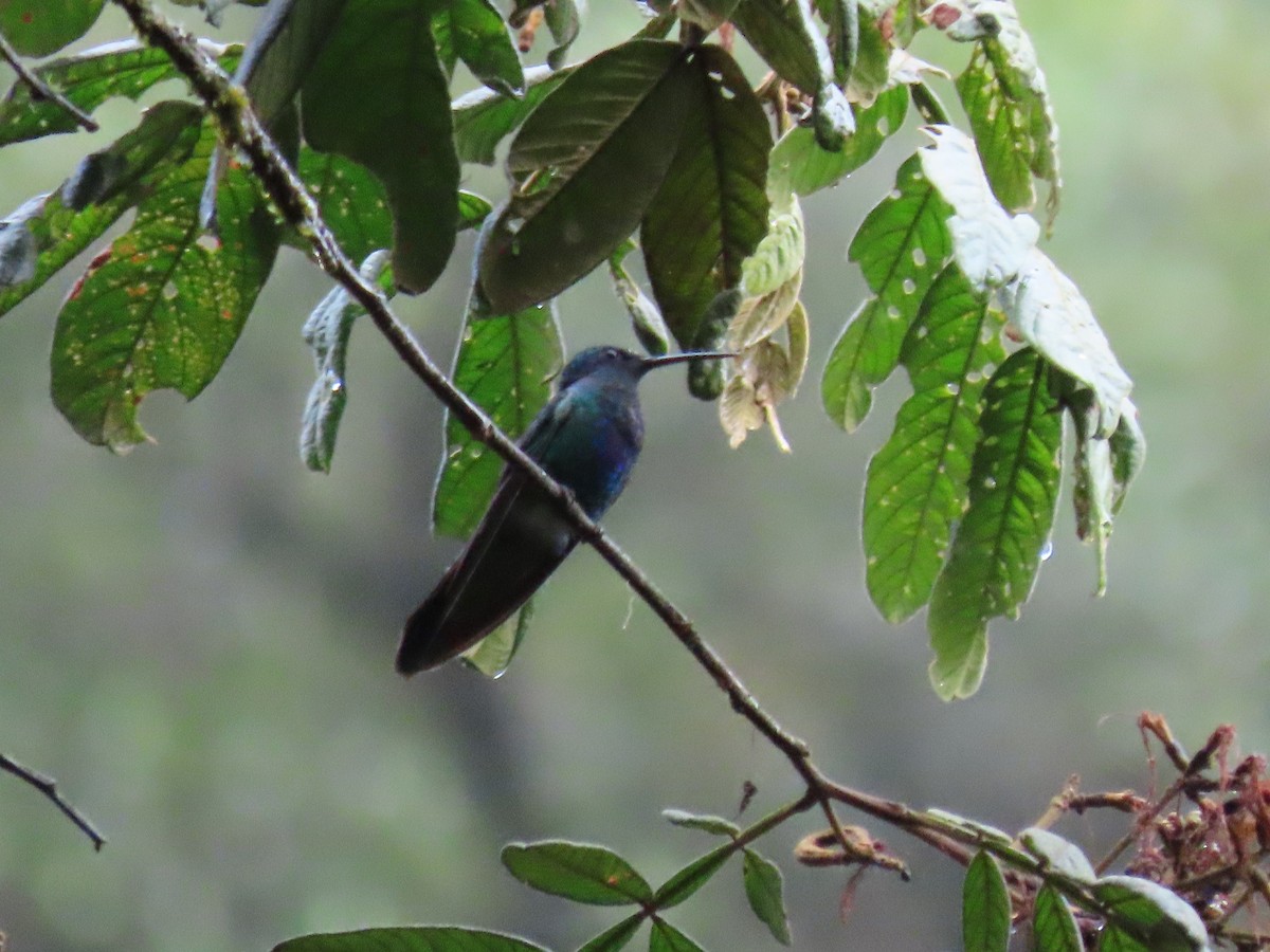 kolibřík modrolící - ML479431011