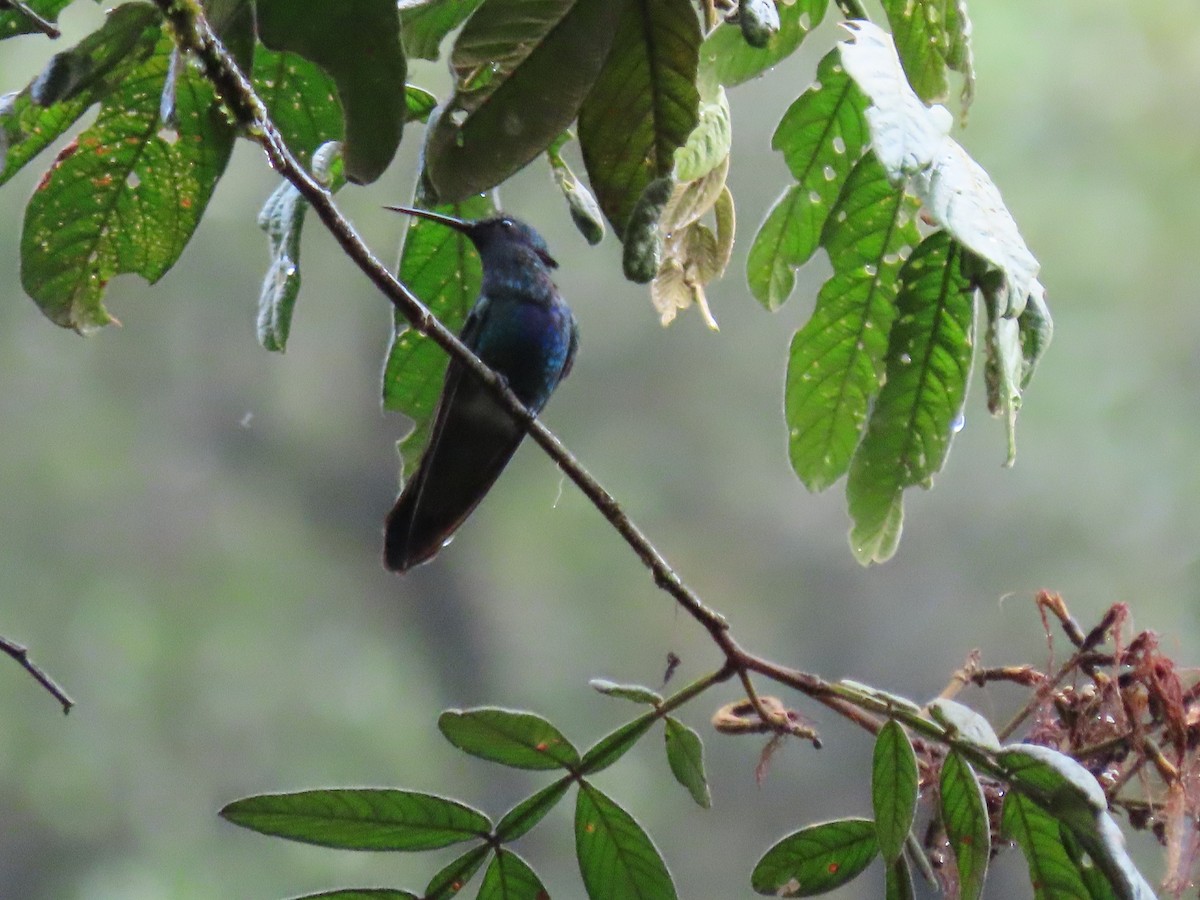 kolibřík modrolící - ML479431021