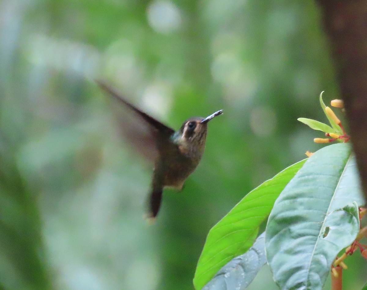 Speckled Hummingbird - Myron Gerhard