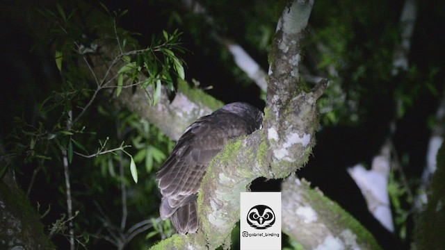 Spectacled Owl - ML479431661