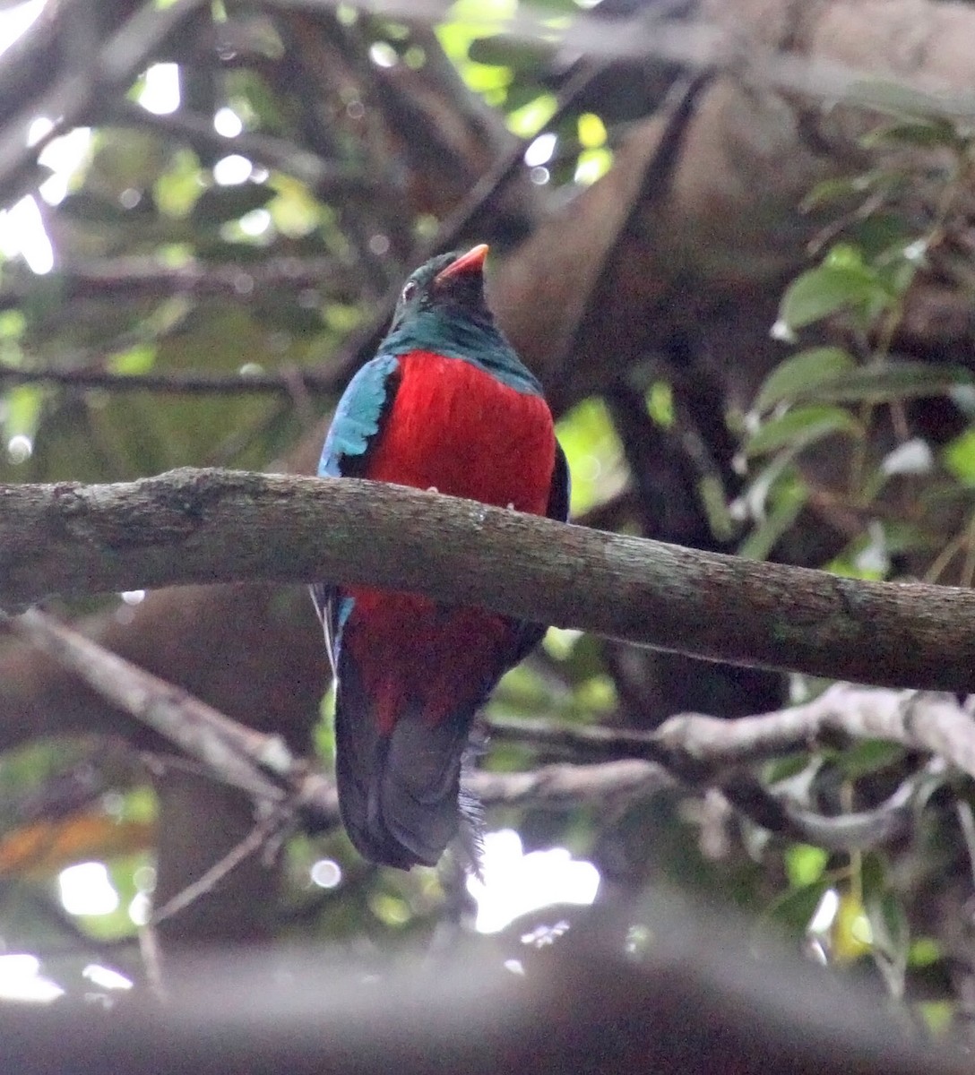 Quetzal Pavonino - ML479431801