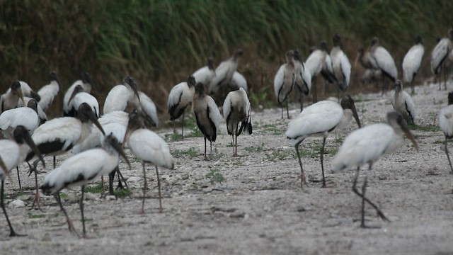 Wood Stork - ML479432281