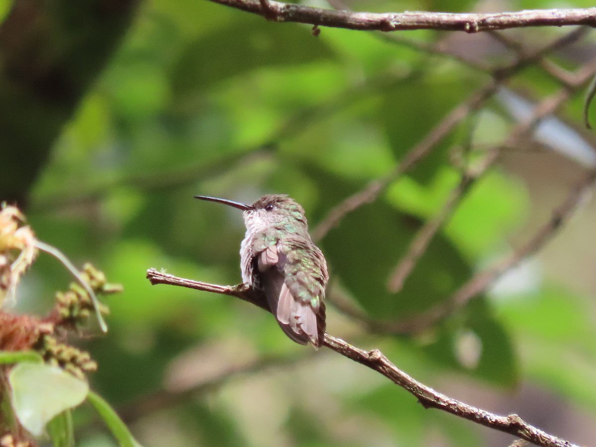 Green-and-white Hummingbird - ML479432361