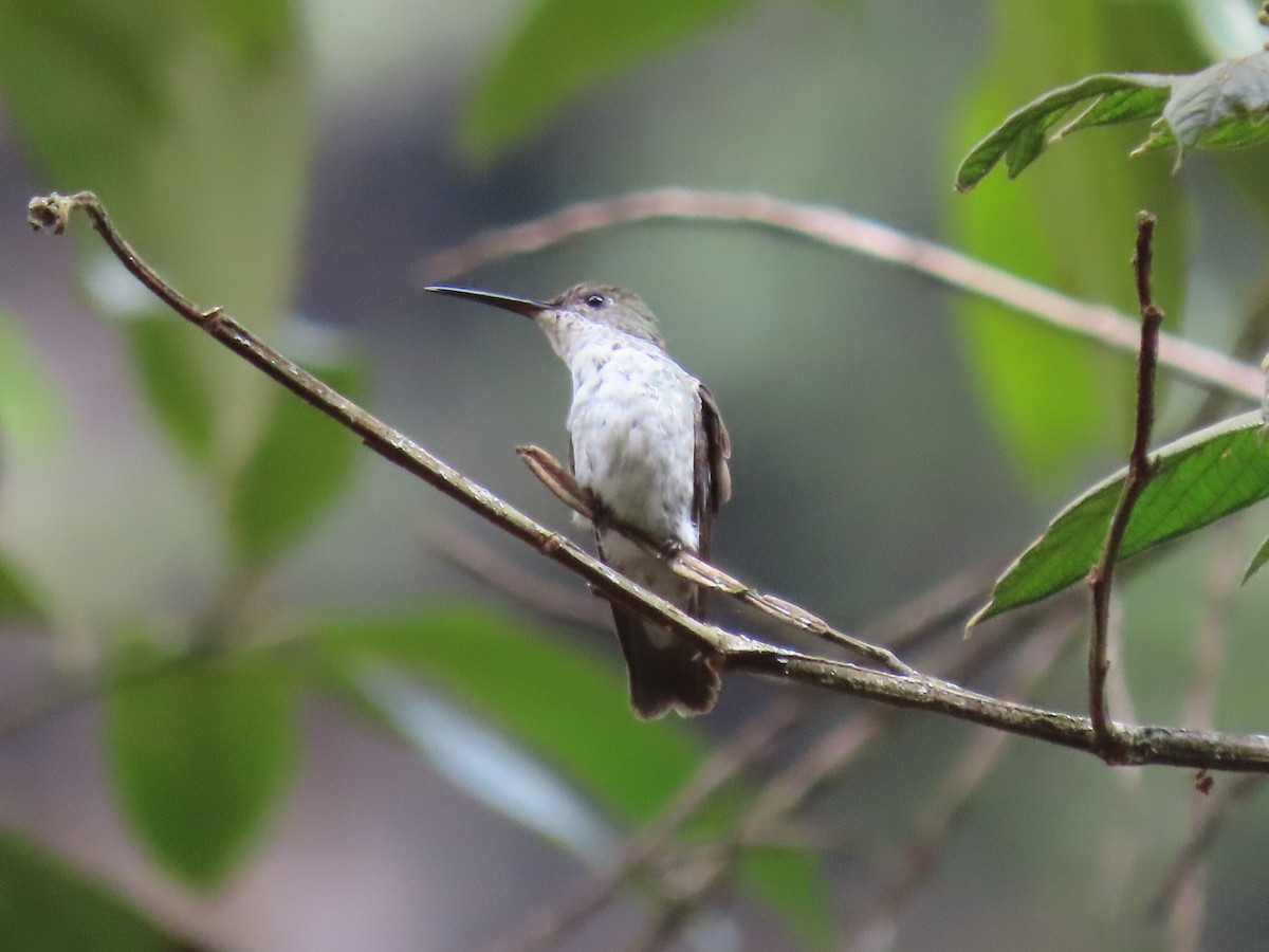 Green-and-white Hummingbird - ML479432371