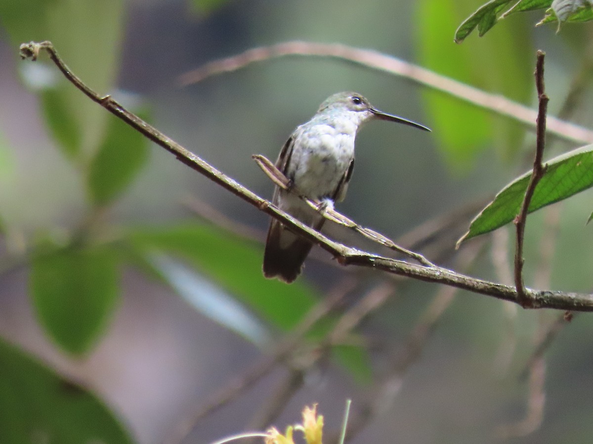 Green-and-white Hummingbird - ML479432381