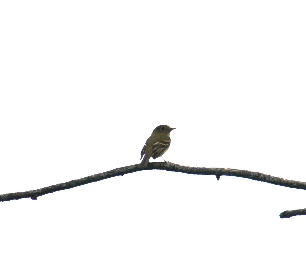 Yellow-bellied Flycatcher - ML479432641