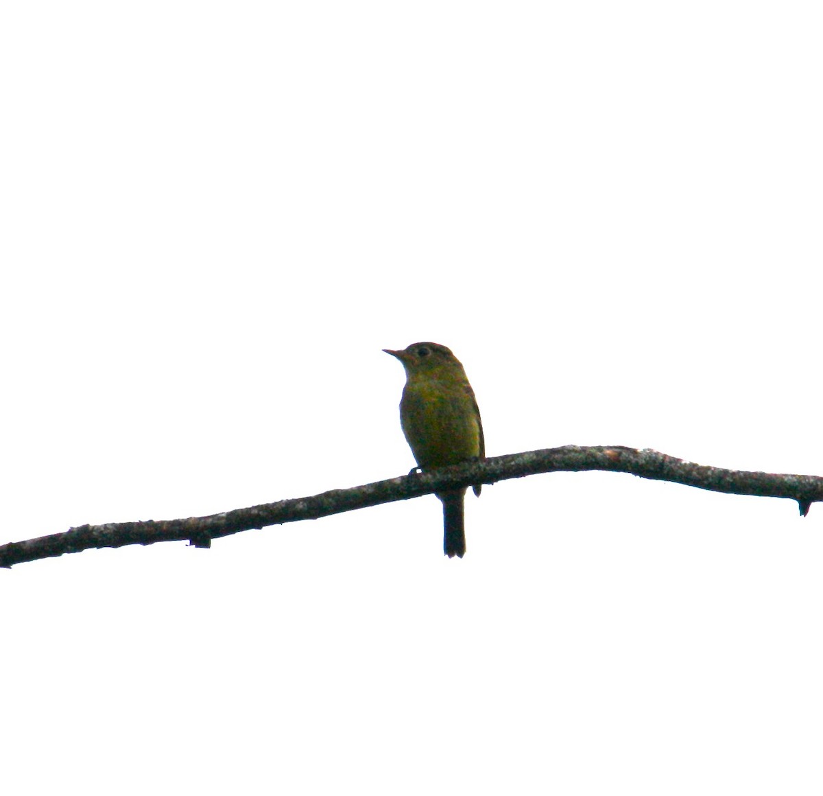 Yellow-bellied Flycatcher - ML479432661