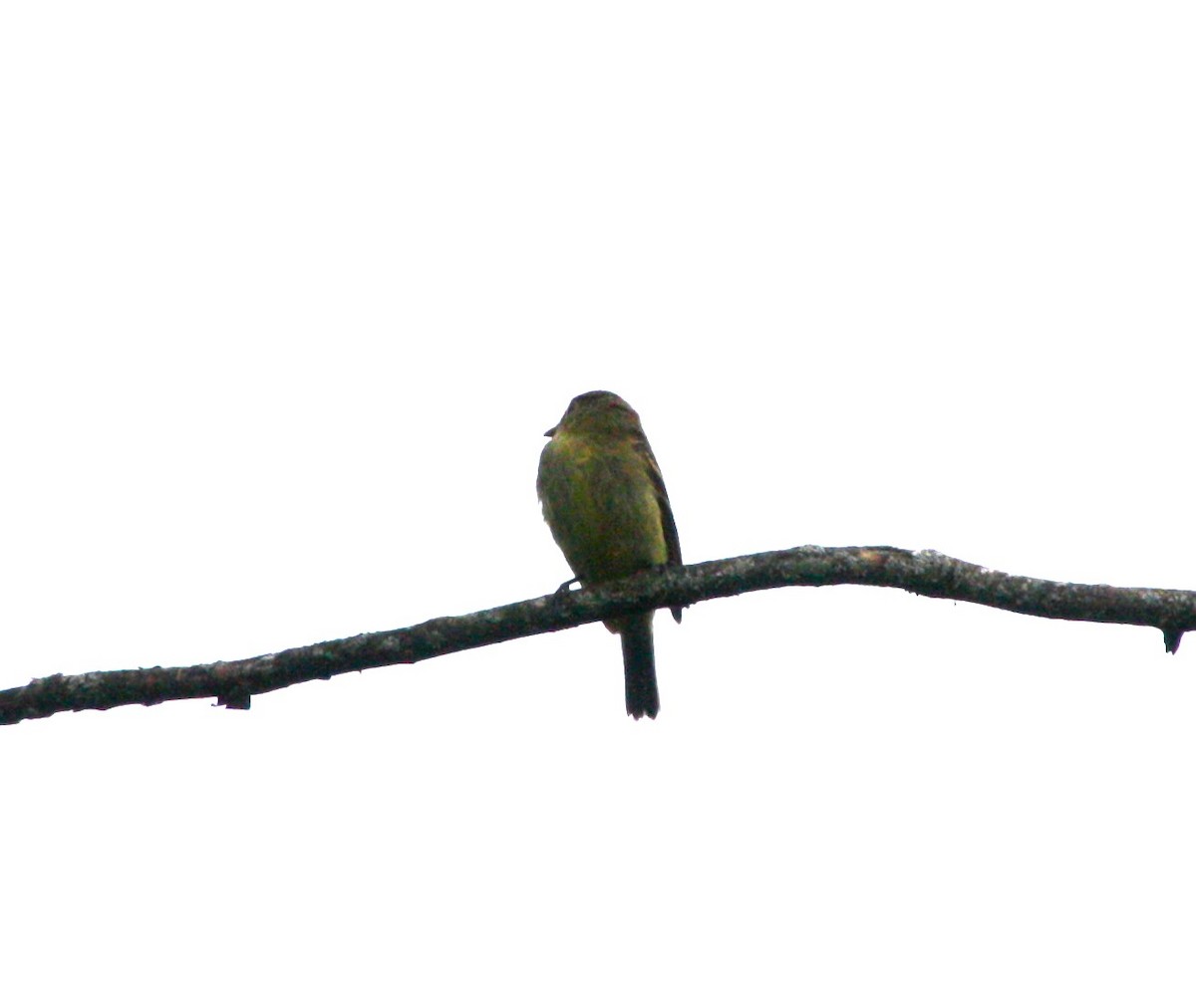 Yellow-bellied Flycatcher - ML479432671