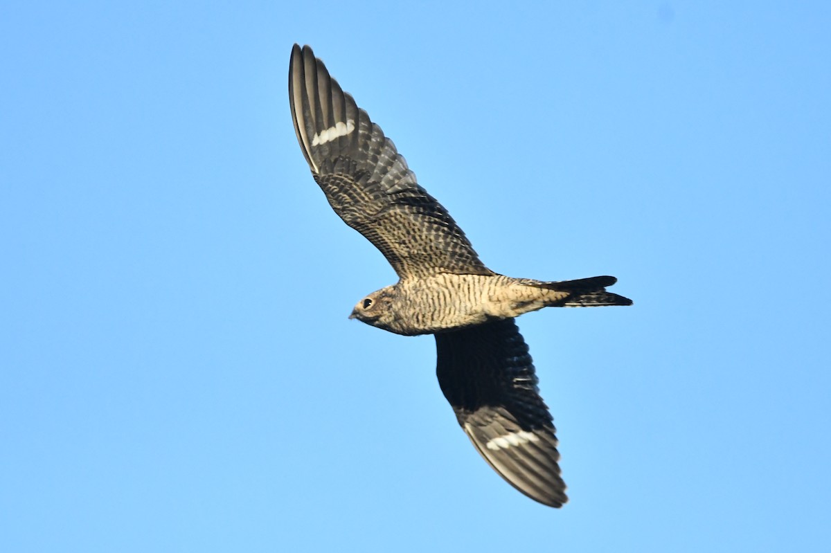 Common Nighthawk - ML479432941