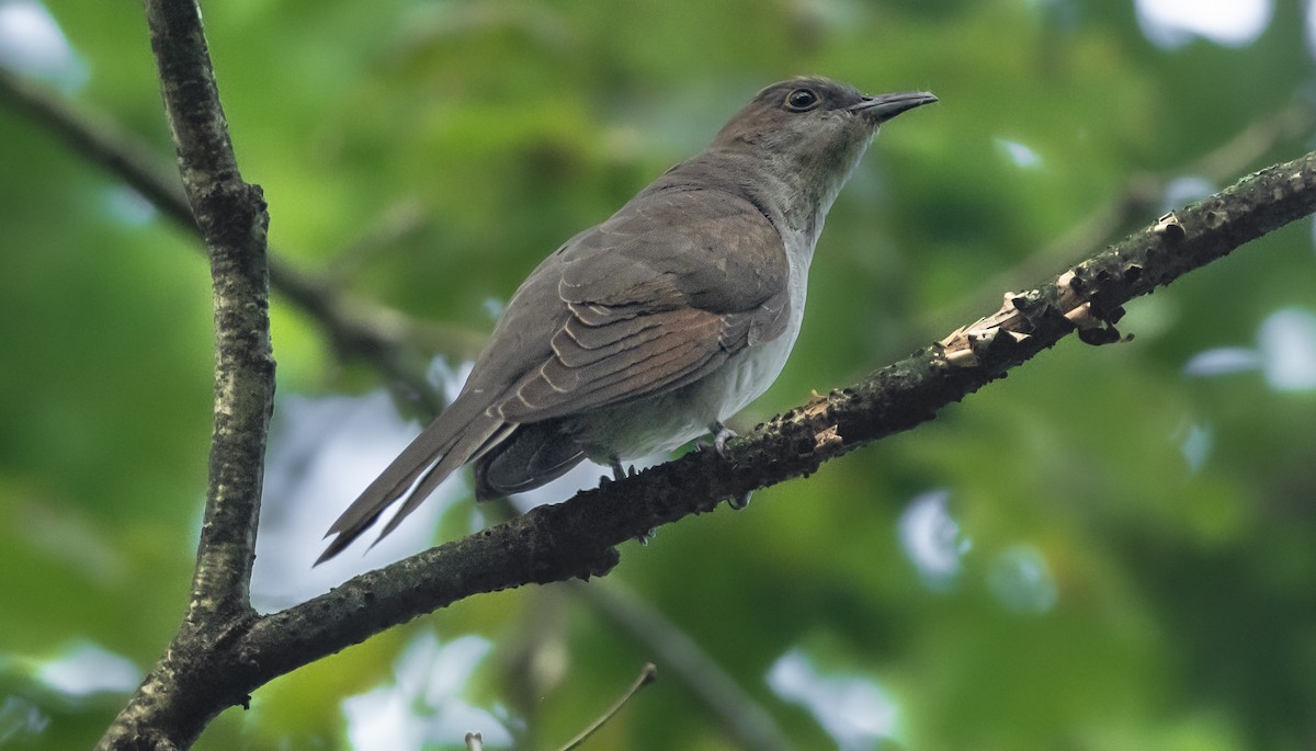 Black-billed Cuckoo - ML479432951