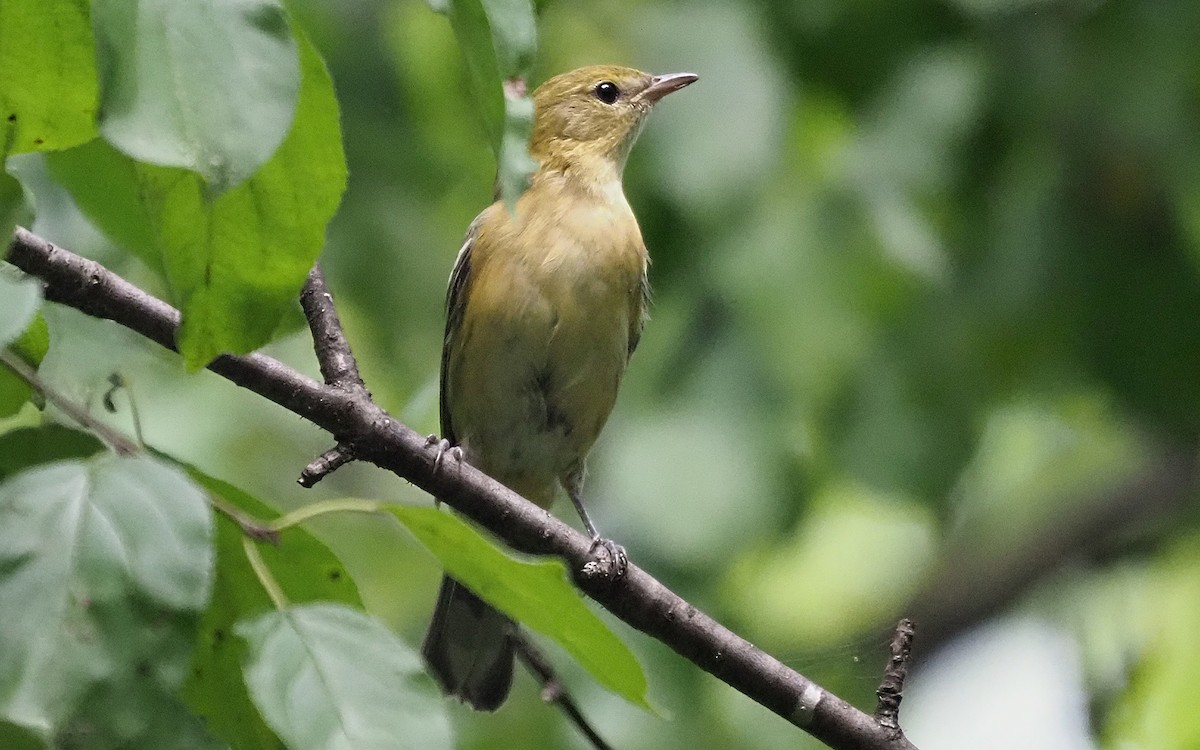 Braunkehl-Waldsänger - ML479433751